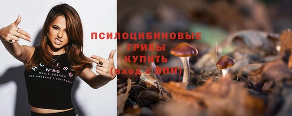 прущие грибы Михайлов